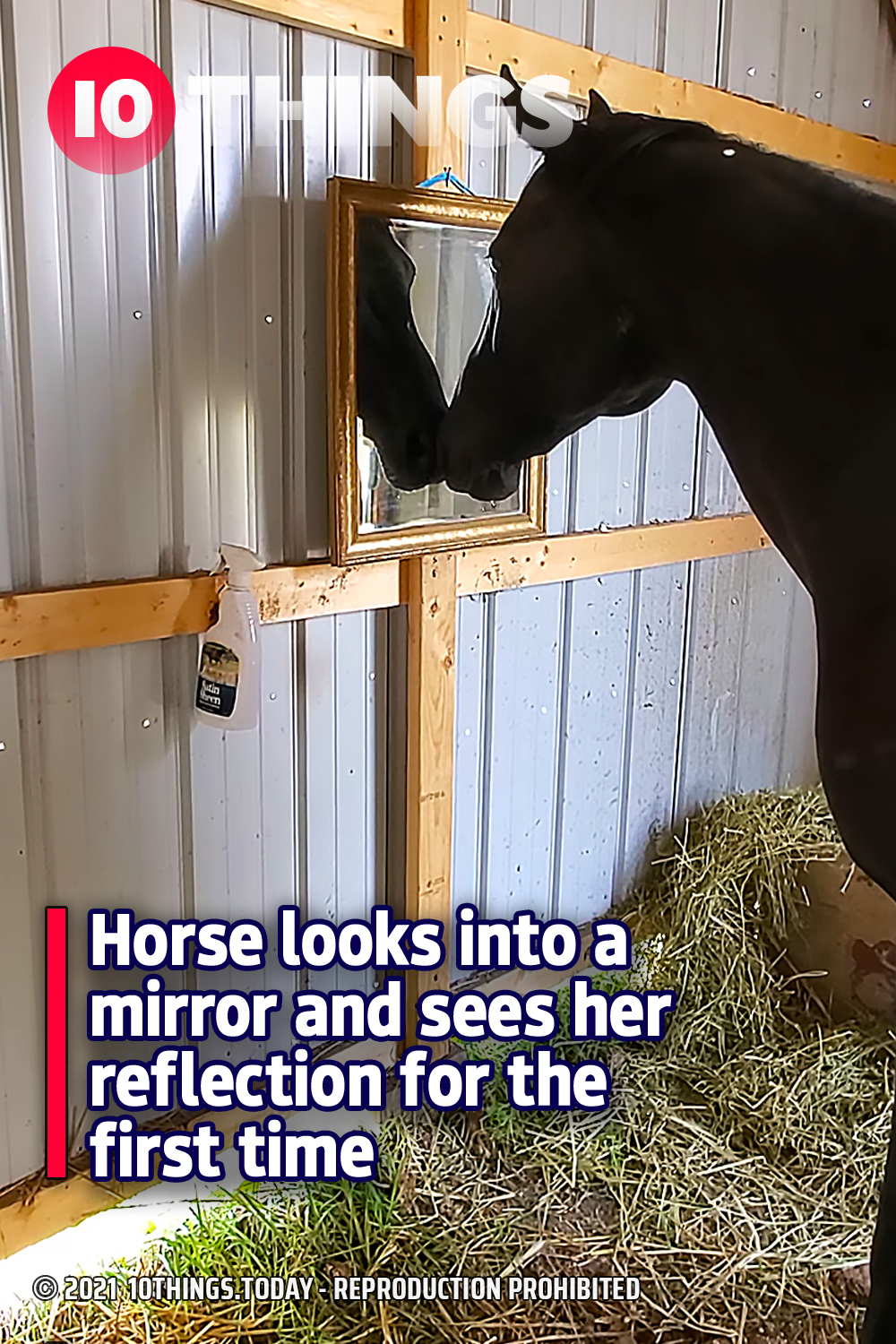 Horse looks into a mirror and sees her reflection for the first time