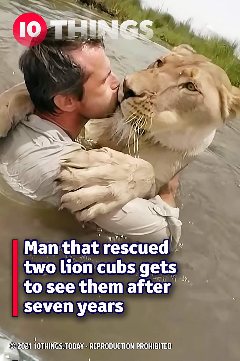Man that rescued two lion cubs gets to see them after seven years
