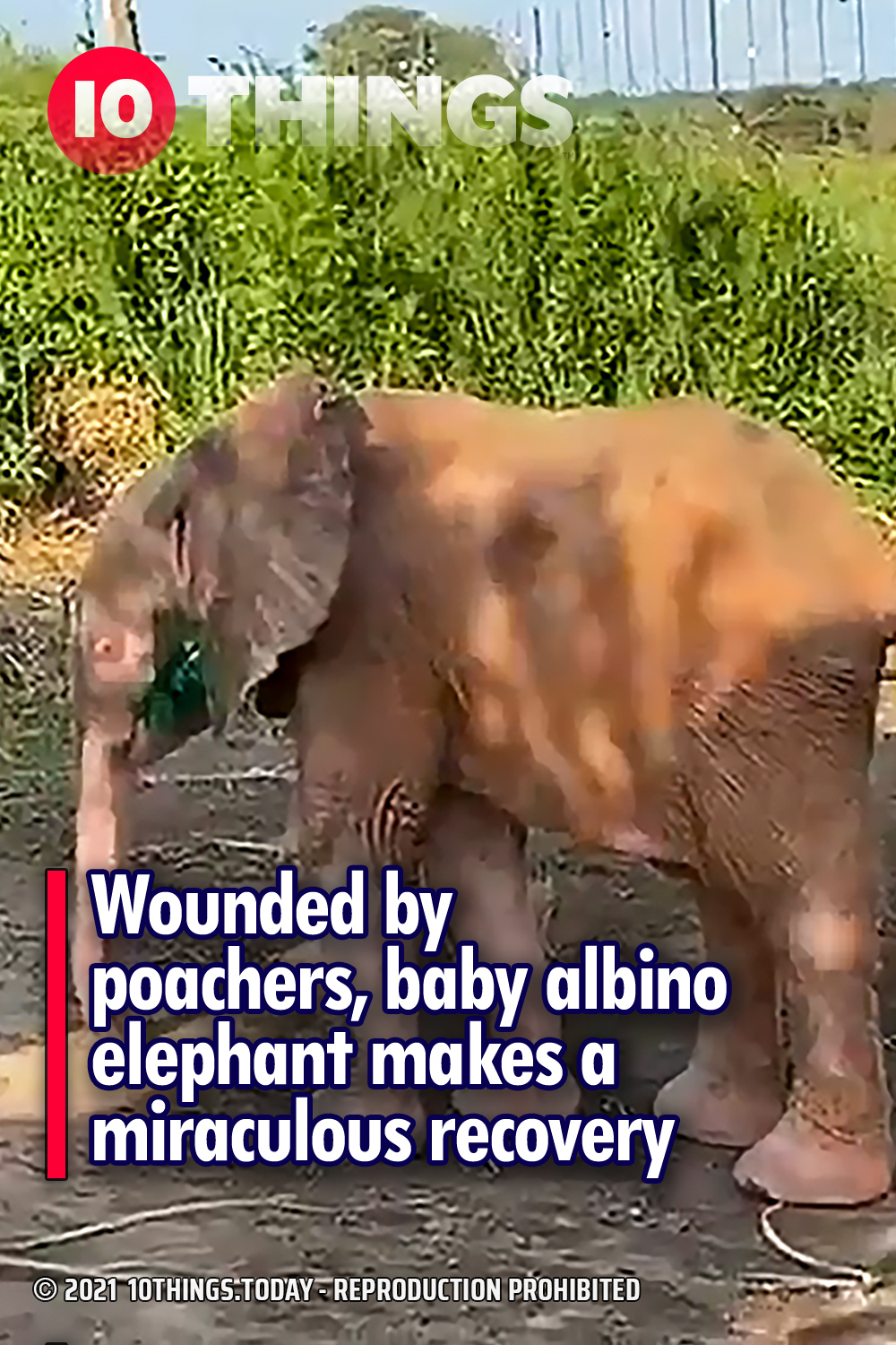 Wounded by poachers, baby albino elephant makes a miraculous recovery