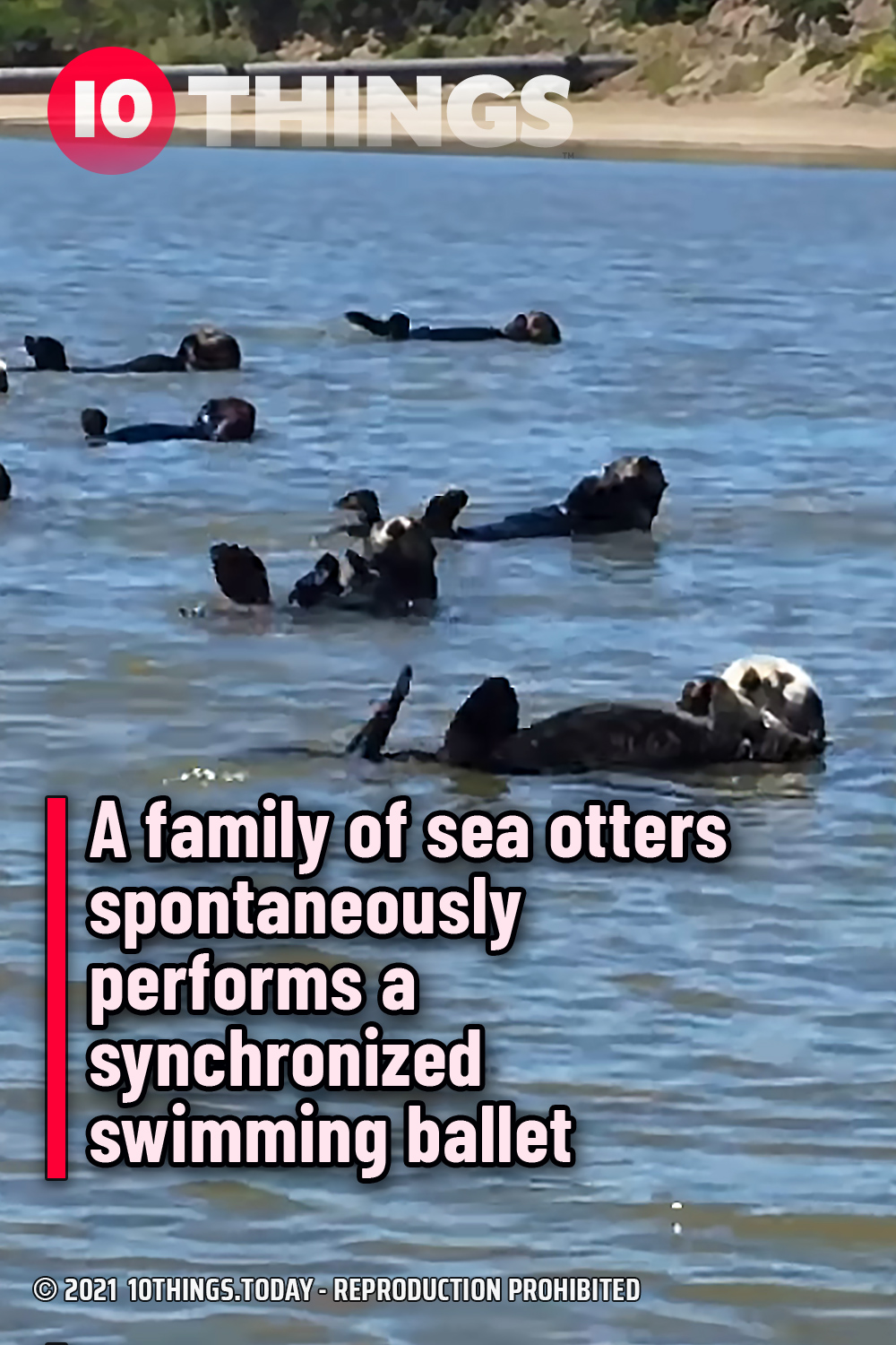 A family of sea otters spontaneously performs a synchronized swimming ballet