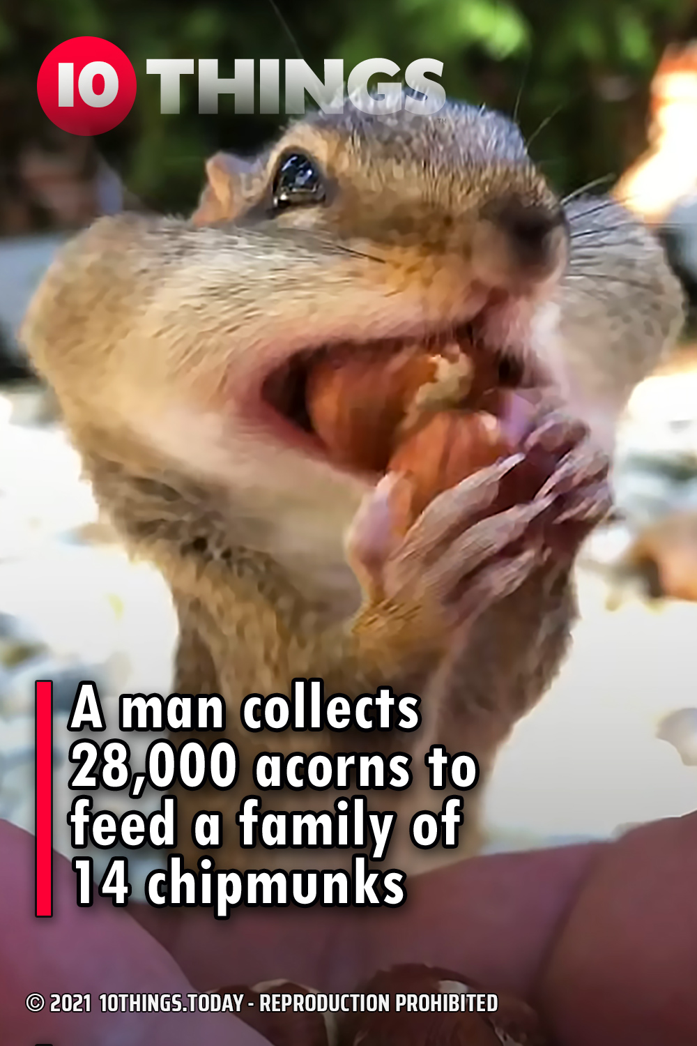 A man collects 28,000 acorns to feed a family of 14 chipmunks