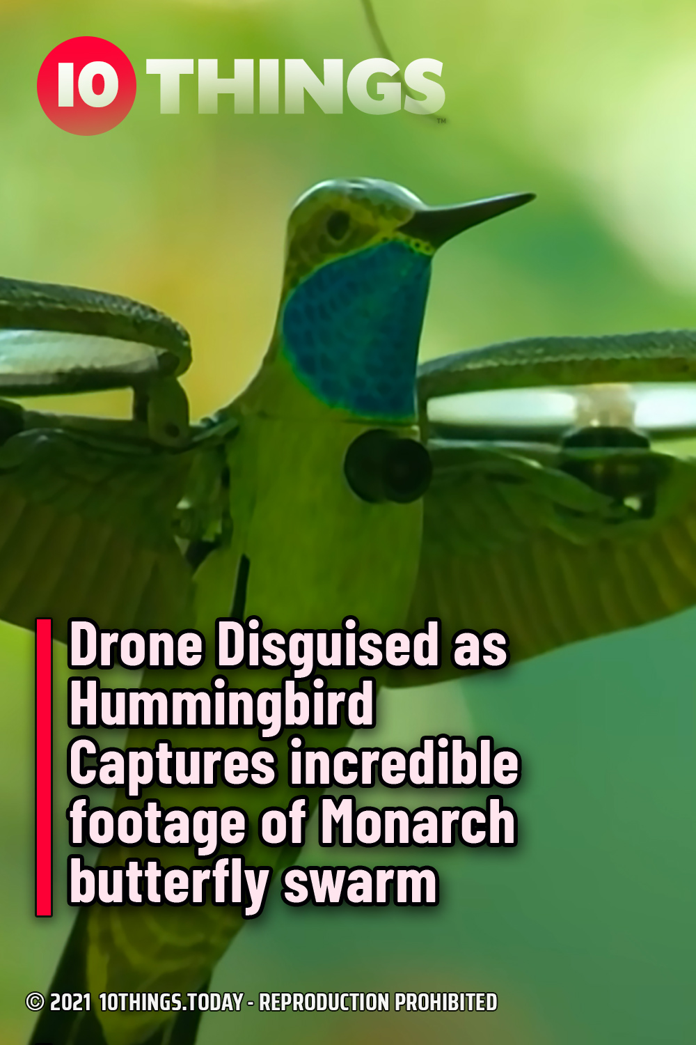 Drone Disguised as Hummingbird Captures incredible footage of Monarch butterfly swarm