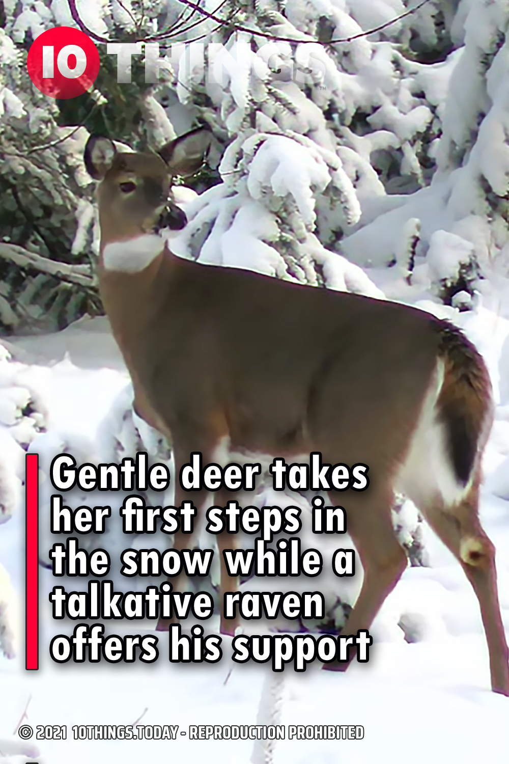 Gentle deer takes her first steps in the snow while a talkative raven offers his support