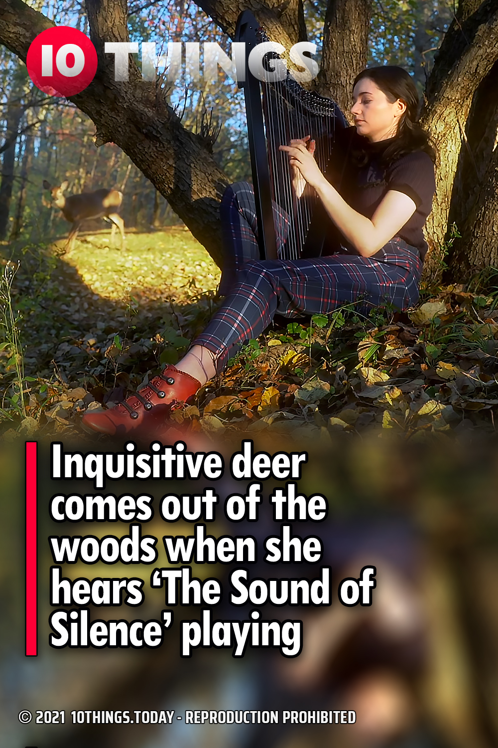 Inquisitive deer comes out of the woods when she hears ‘The Sound of Silence’ playing