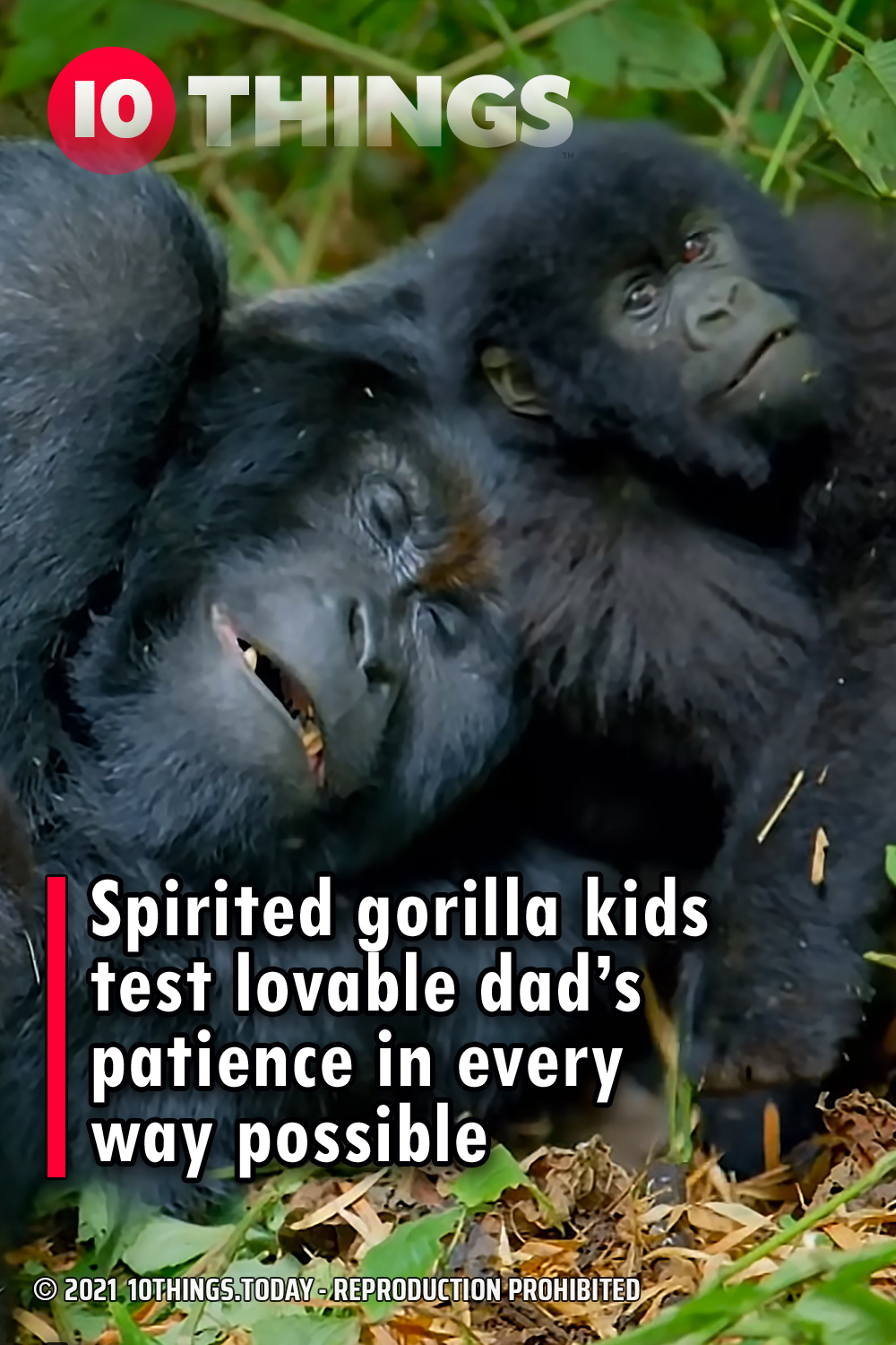 Spirited gorilla kids test lovable dad’s patience in every way possible