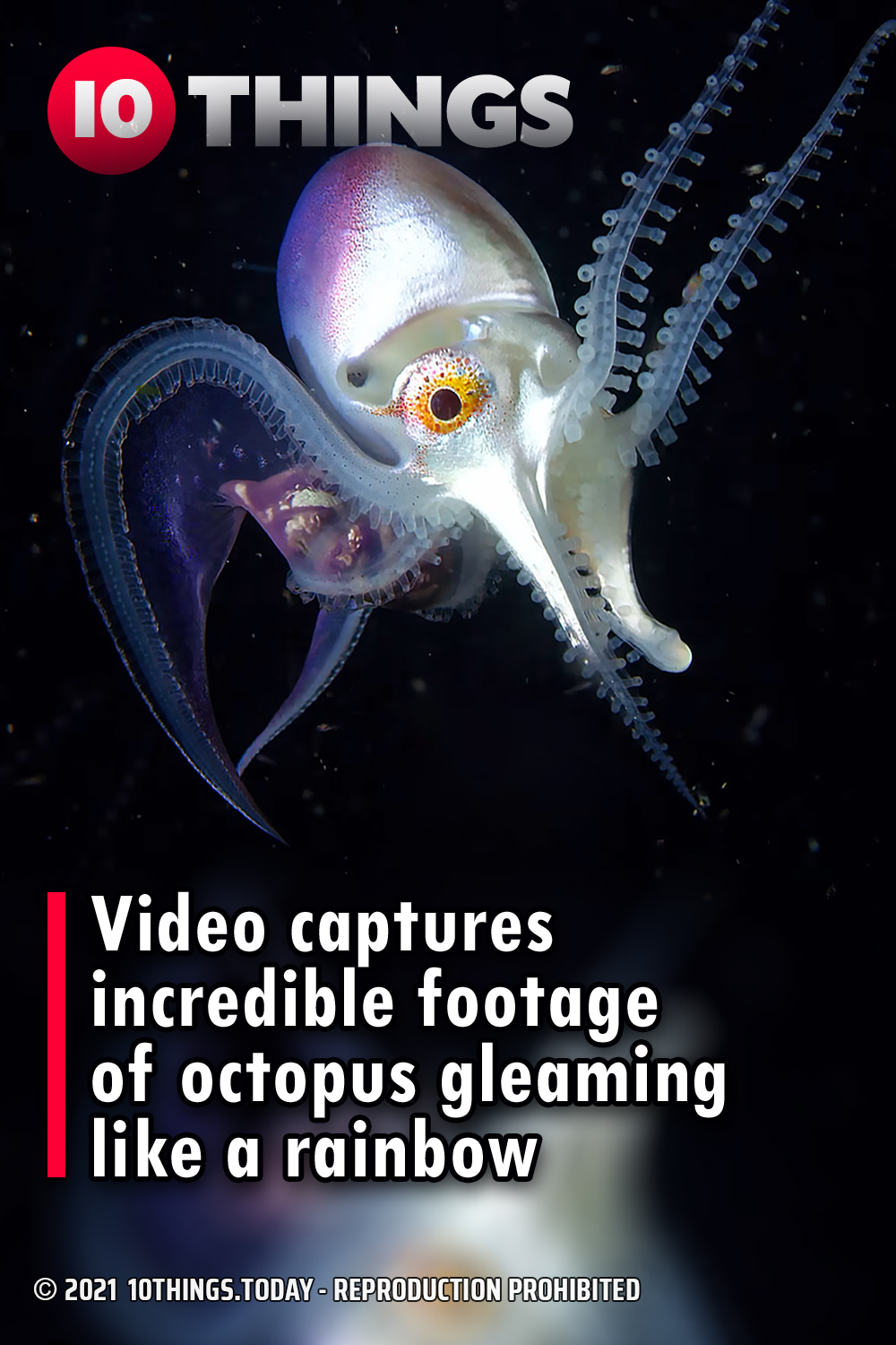 Video captures incredible footage of octopus gleaming like a rainbow