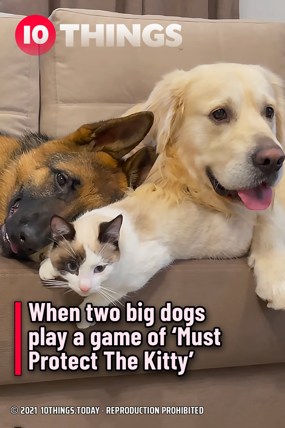 When two big dogs play a game of ‘Must Protect The Kitty’