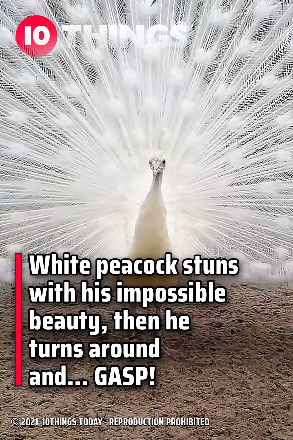 White peacock stuns with his impossible beauty, then he turns around and… GASP!