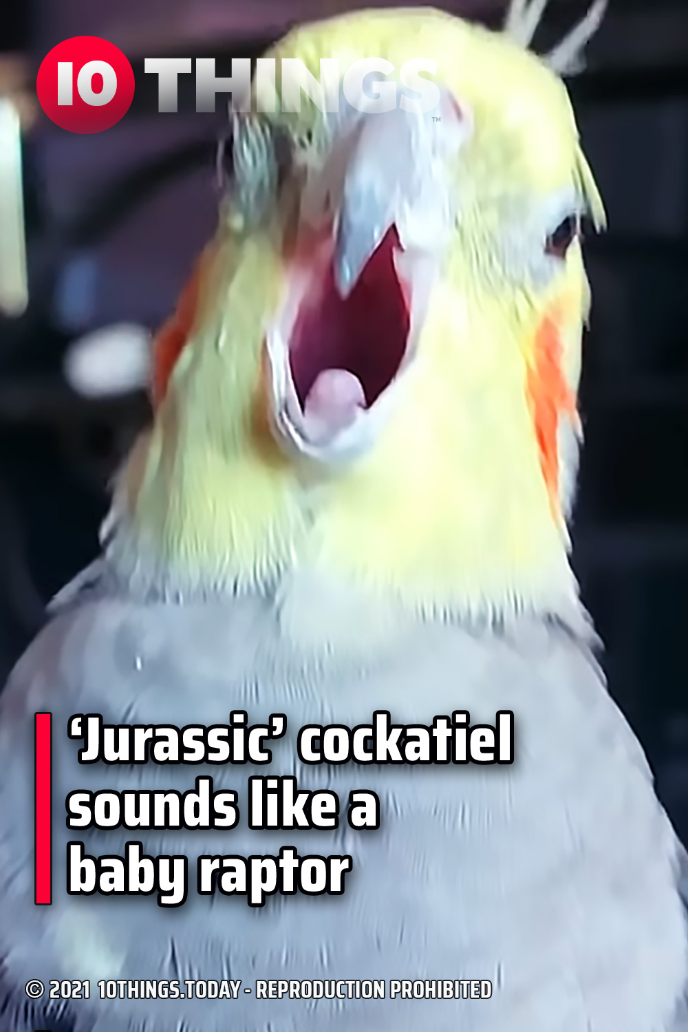 ‘Jurassic’ cockatiel sounds like a baby raptor