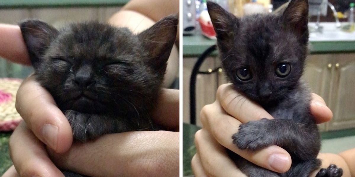“Kitten found in alley cuddles her way into family\'s heart”