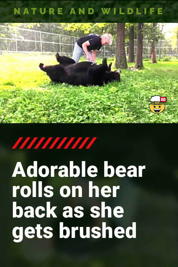 Adorable bear rolls on her back as she gets brushed
